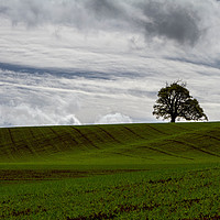 Buy canvas prints of The Lone Tree by Images of Devon