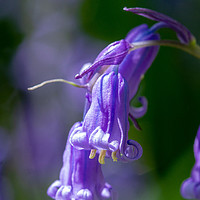 Buy canvas prints of Isolated Bluebell by Images of Devon