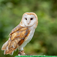 Buy canvas prints of UK Barn Owl by Images of Devon