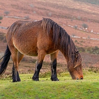 Buy canvas prints of Dartmoor Pony by Images of Devon