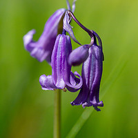 Buy canvas prints of Springtime Bluebell Flower by Images of Devon