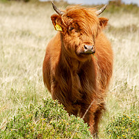 Buy canvas prints of Highland Calf by Images of Devon