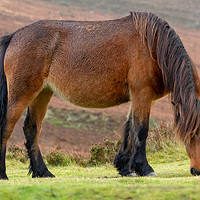 Buy canvas prints of Dartmoor Pony grazing on Dartmoor national park by Images of Devon
