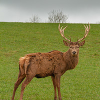 Buy canvas prints of The red deer (Cervus elaphus by Images of Devon