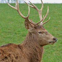 Buy canvas prints of The red deer (Cervus elaphus) by Images of Devon