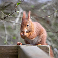 Buy canvas prints of The Red Squirrel by Images of Devon