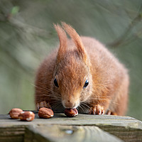 Buy canvas prints of Look At My Nuts by Images of Devon