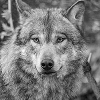 Buy canvas prints of  Eurasian wolf (Canis lupus lupus) by Images of Devon