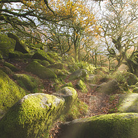 Buy canvas prints of The Magical Wistmans Wood by Images of Devon