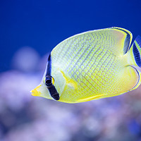 Buy canvas prints of Latticed Butterflyfish by Images of Devon