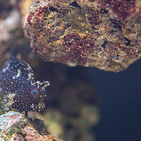 Buy canvas prints of Algae or Lawnmower Blenny by Images of Devon