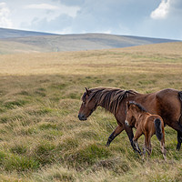 Buy canvas prints of Mare and Foal on Dartmoor by Images of Devon