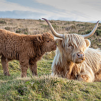 Buy canvas prints of Highland calf with his mother by Images of Devon