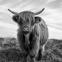 Buy canvas prints of Highland cow black and white by Images of Devon