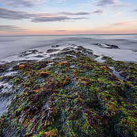 Buy canvas prints of Seaweed and Sunset by Images of Devon