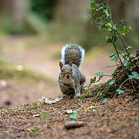Buy canvas prints of The Grey Squirrel by Images of Devon