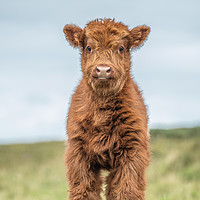 Buy canvas prints of Highland calf on Dartmoor by Images of Devon