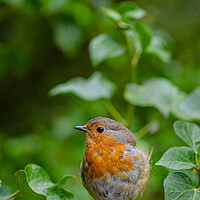 Buy canvas prints of European Robin by Images of Devon