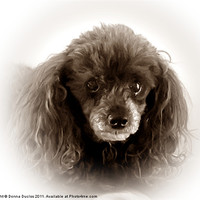 Buy canvas prints of Poodle Portrait in Sepia Tone by Donna Duclos