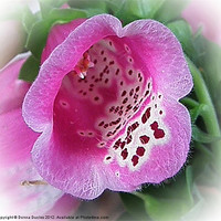 Buy canvas prints of Foxglove flower by Donna Duclos