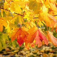 Buy canvas prints of Maple Autumn Colours by Ian Collins