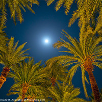 Buy canvas prints of Palm trees and Moon by Ian Collins