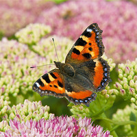 Buy canvas prints of Tortoiseshell Butterfly by Ian Collins