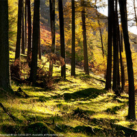 Buy canvas prints of Elan Valley Trees by Ian Collins