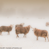 Buy canvas prints of Sheep in Mist by Ian Collins