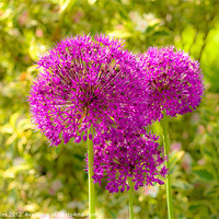 Buy canvas prints of Alliums by Ian Collins