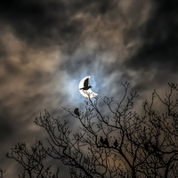 Buy canvas prints of  Solar Eclipse Bird by Ian Collins