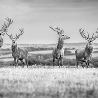 Buy canvas prints of  A Deer Gathering. by Ian Collins
