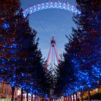 Buy canvas prints of London Eye Avenue of Trees by Andrew Berry