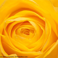 Buy canvas prints of Yellow Rose Closeup by Andrew Berry