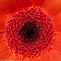 Buy canvas prints of Closeup of Orange Gerbera by Andrew Berry