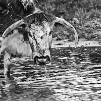 Buy canvas prints of Long horned cow in black and white  by Jack Jacovou Travellingjour