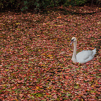 Buy canvas prints of Autumnal Swan by Jack Jacovou Travellingjour