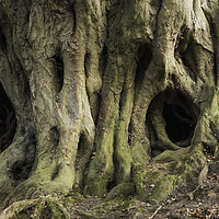 Buy canvas prints of Scary tree roots  by Jack Jacovou Travellingjour
