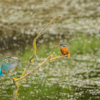 Buy canvas prints of Male kingfisher baring fish  by Jack Jacovou Travellingjour