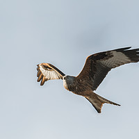 Buy canvas prints of Red kite scouting for food by Jack Jacovou Travellingjour