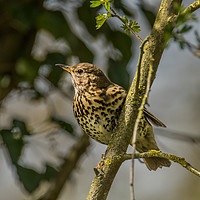 Buy canvas prints of Song Thrush  by Jack Jacovou Travellingjour
