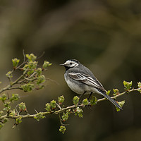 Buy canvas prints of Pied Wagtail by Jack Jacovou Travellingjour