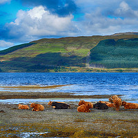 Buy canvas prints of Highland Cattle on the shore                     by Angela Wallace