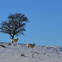 Buy canvas prints of Sheep in the snow by Angela Wallace