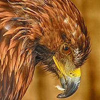 Buy canvas prints of After dinner Golden Eagle by Angela Wallace