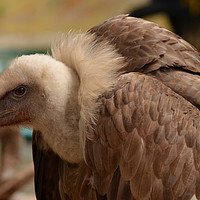 Buy canvas prints of Bald Vulture by Angela Wallace