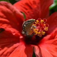 Buy canvas prints of Wall Lizard inside a Hibiscus flower by Angela Wallace