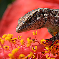 Buy canvas prints of A wall lizard on the stamen of the hibiscus flower by Angela Wallace