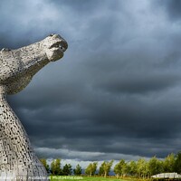 Buy canvas prints of Towering Kelpie  by Angela Wallace