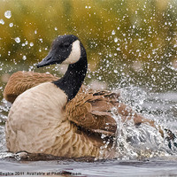 Buy canvas prints of Canada Goose by Eric Begbie